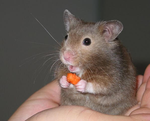 Un hamster qui mange.