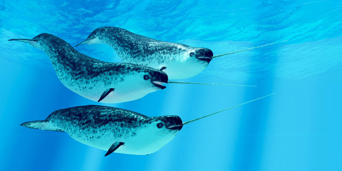 3 ballenas narval nadando en el mar tranquilamente.