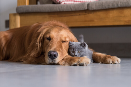 Perro y gato durmiendo juntos