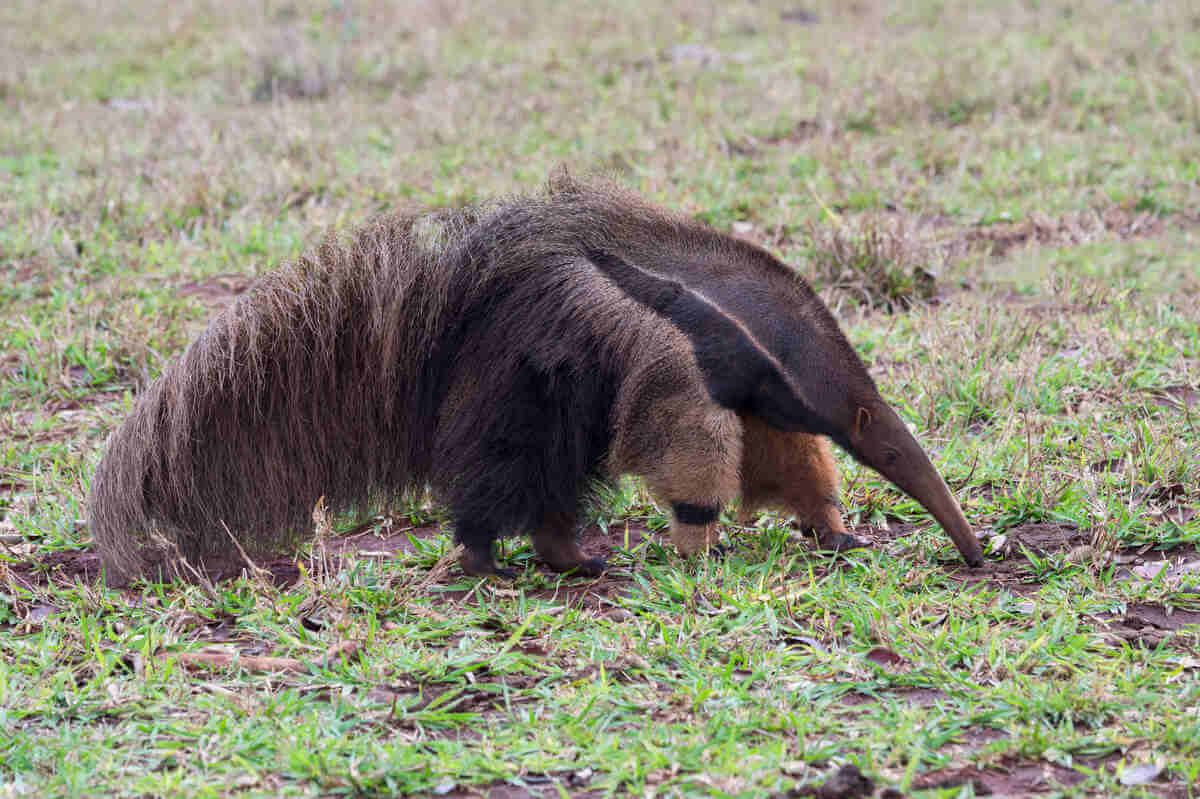 Oso hormiguero gigante deambulando por la naturaleza.