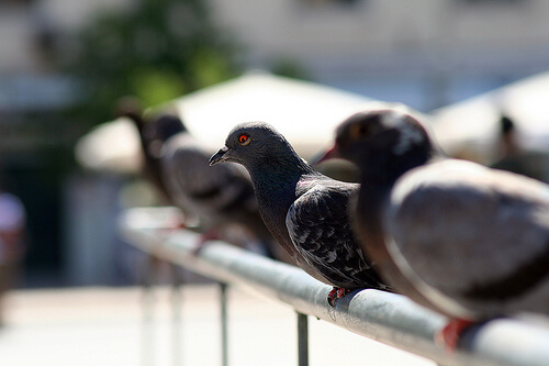 Palomas, una plaga de las grandes ciudades