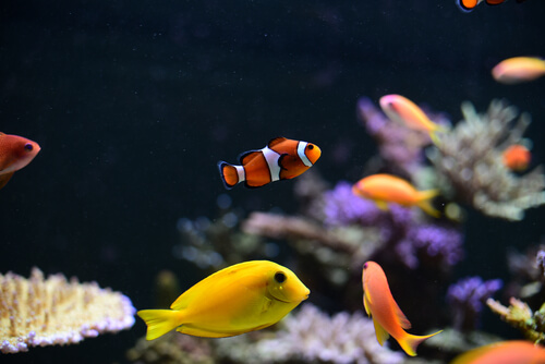 Peces nadando en una pecera
