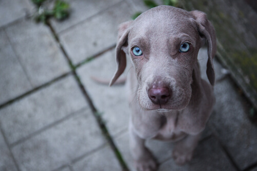 Razas de perros con ojos azules