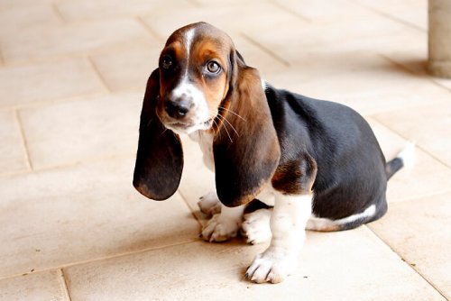Razas de perros con orejas grandes