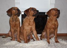 Perros de japon en casa