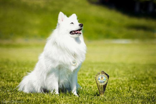 Perro ganador en el campo