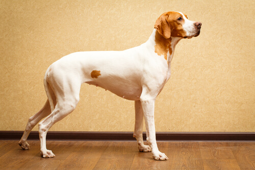 Razas de perros de pelo corto