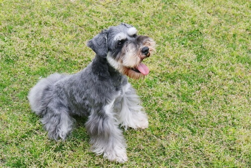Perros del grupo 2: clasificación de razas según la FCI