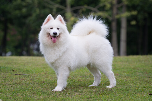 Razas de perros peludos