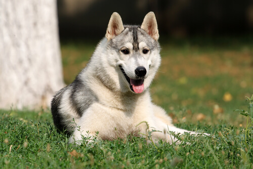 ¿Los perros tienen inteligencia emocional?
