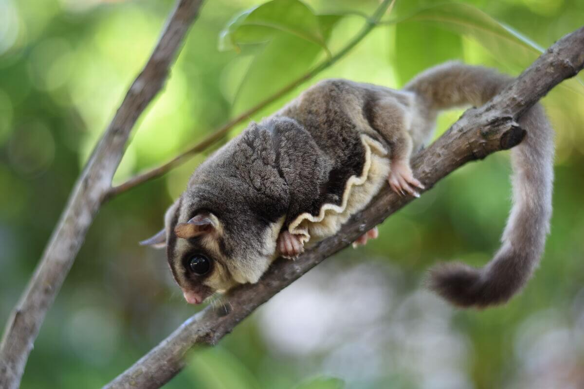 Petauro de azucar en una rama de un árbol.