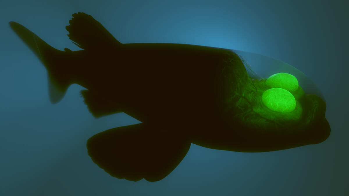 Pez con cabeza transparente nadando en las profundidades marinas con luminiscencia.