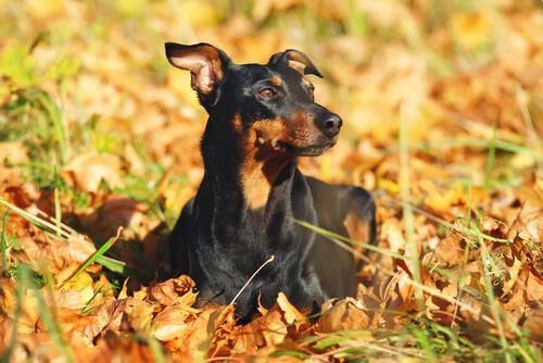 Pinscher: todo sobre la raza