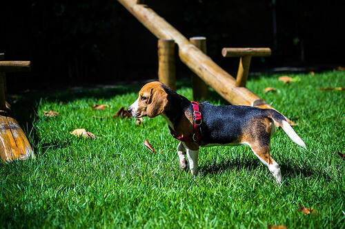Cuáles son las razas de perro más populares