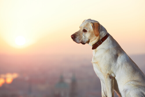 ¿Pedir recompensa por un perro perdido da resultado?