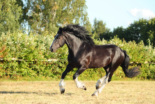 Caballo shire negro cabalgando