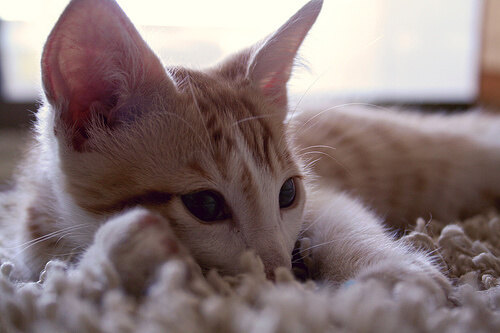 Sonidos en los gatos: qué significan