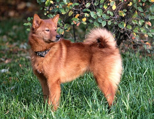 Spitz finlandés