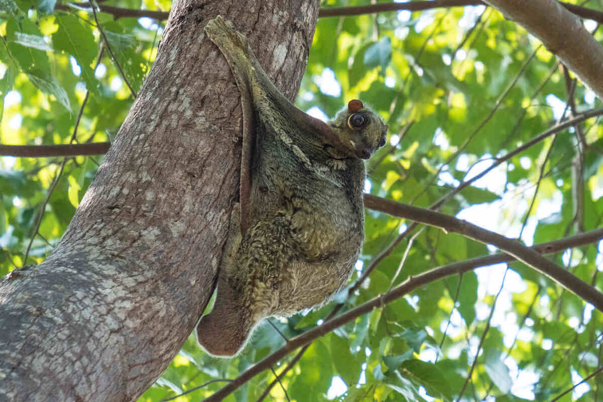 Sunda coluga sostenida en un tronco de árbol.