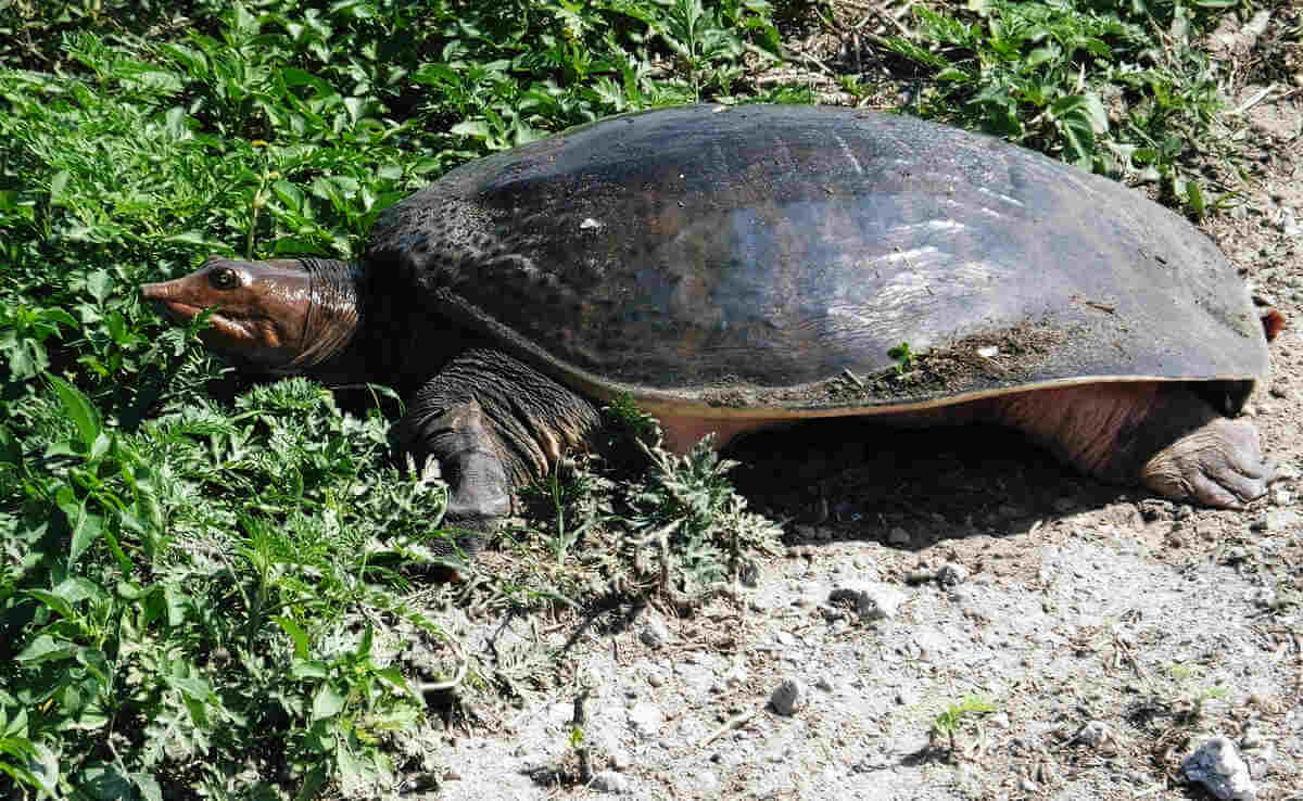 La tortuga de caparazón blando tomando el sol. 