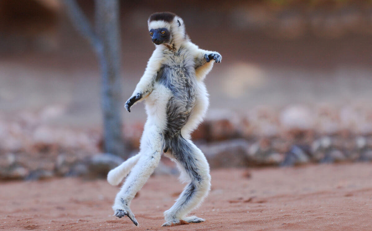 Sifaka de Verreaux caminando en sus dos patas por la naturaleza. 