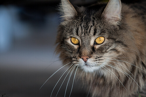 ¿Qué sabemos sobre la visión nocturna en gatos?