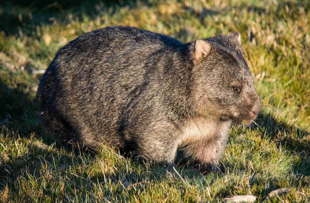Wombat del norte en la naturaleza. 