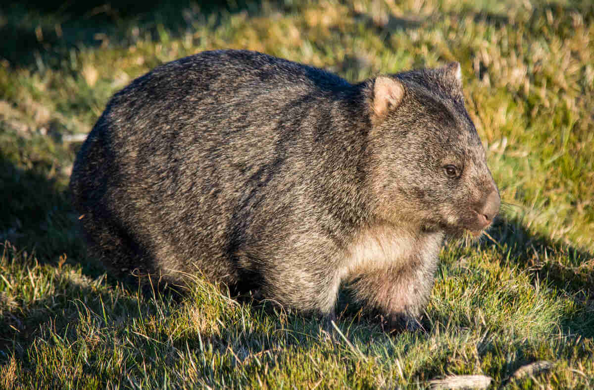 Wombat del norte en la naturaleza.