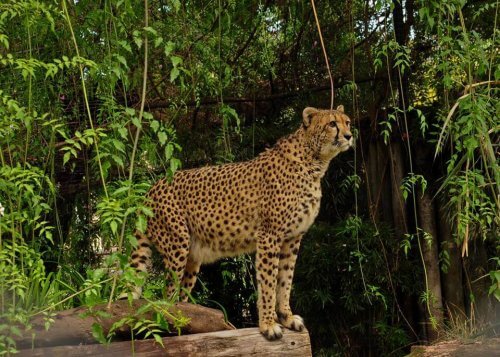 Leopardo en el oologico de buenos aires