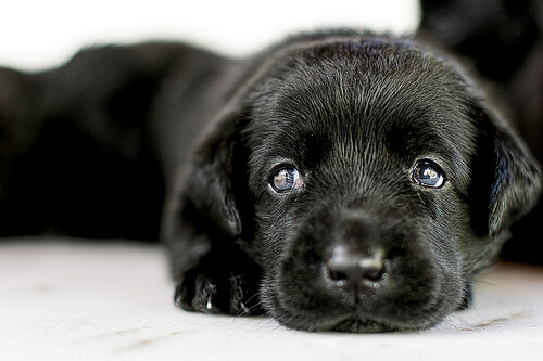 Adopción de perros: todo lo que debes saber