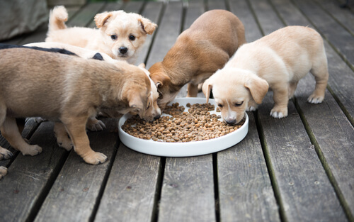 ¿Dónde adoptar una mascota? ¿Dónde adoptar una mascota?