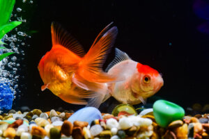 Alimentación para peces: consejos para que sea ideal