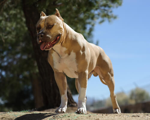 American Pit Bull Terrier standing in the dirt