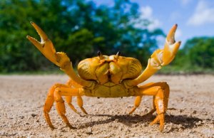 15 animales de sangre fría