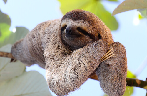 15 animales más lentos del mundo