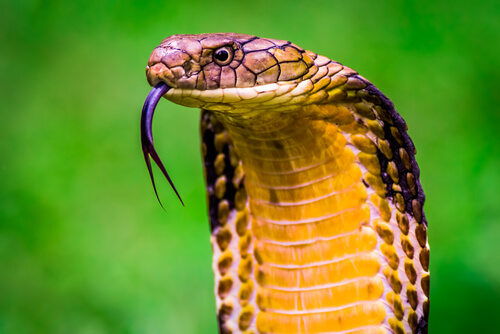 10 animales más venenosos del mundo