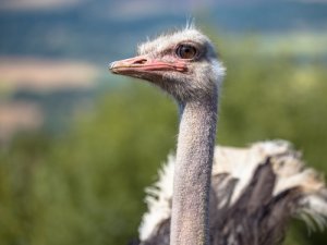 9 animales omnívoros