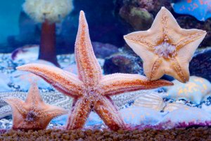 Animales para el acuario: consejos y consideraciones