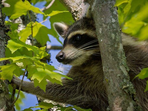 13 animales que viven en el bosque