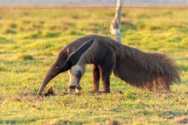 Animales que viven en la selva