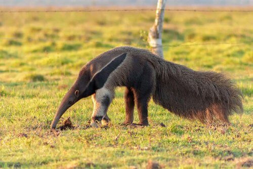 Animales que viven en la selva