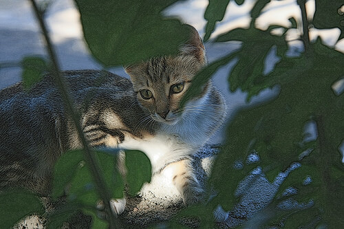 Gato entre una rama