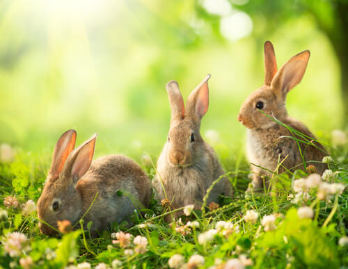 Trois lapins dans la nature.