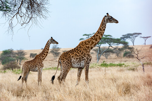 Animales vivíparos: jirafa