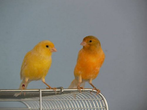 Dos canarios encima de una jaula