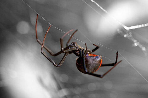 8 arañas más peligrosas del mundo