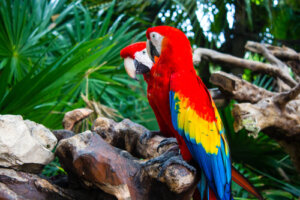 Aves parlantes: especies y características