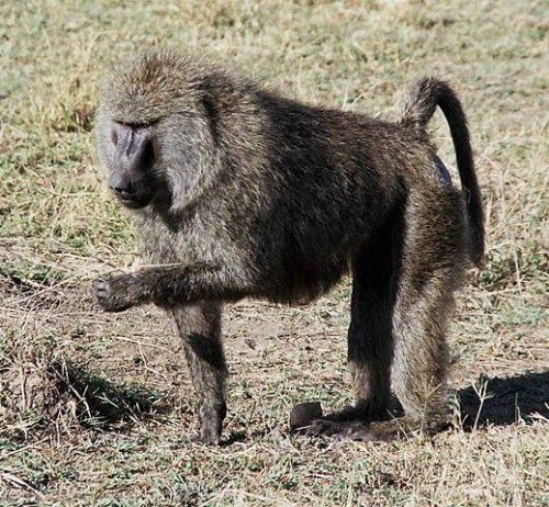 Mono babuino comiendo