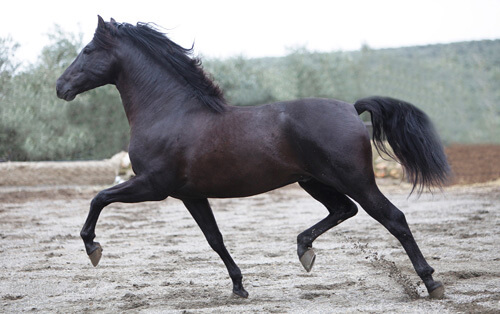 Caballo pura raza cabalgando
