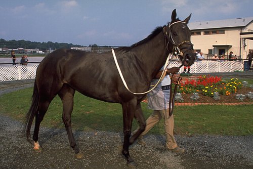 Caballo Purasangre Ingles Mis Animales